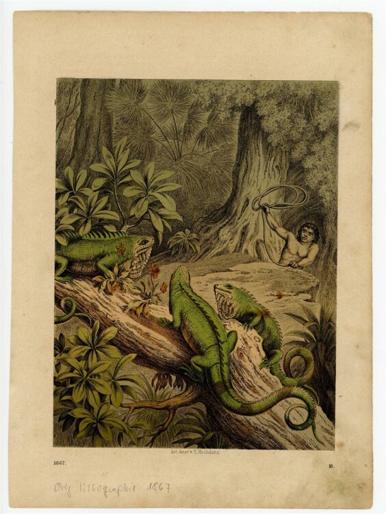 Emil Hochdanz - Leguane - 1867 - kolorierte Lithografie