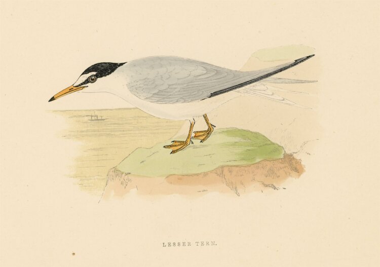 unbekannt - Lesser Tern - o.J. - kolorierter Stahlstich
