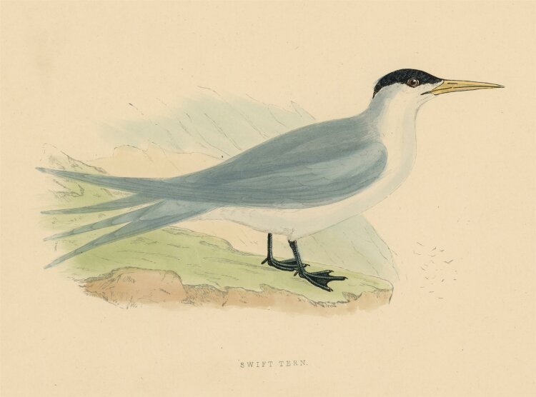 unbekannt - Swift Tern - o.J. - kolorierter Stahlstich