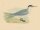 unbekannt - Swift Tern - o.J. - kolorierter Stahlstich