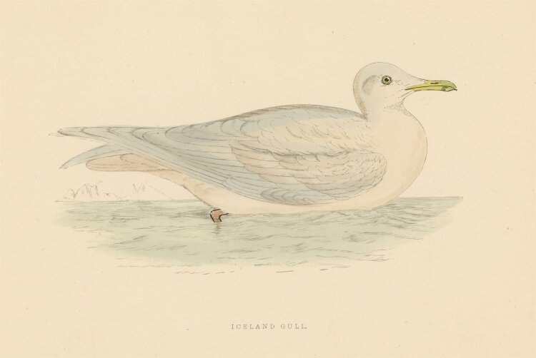 unbekannt - Iceland Gull - o.J. - kolorierter Stahlstich