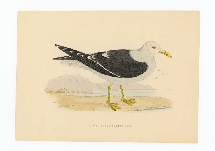 unbekannt - Lesser Black Backed Gull - o.J. - kolorierter Stahlstich