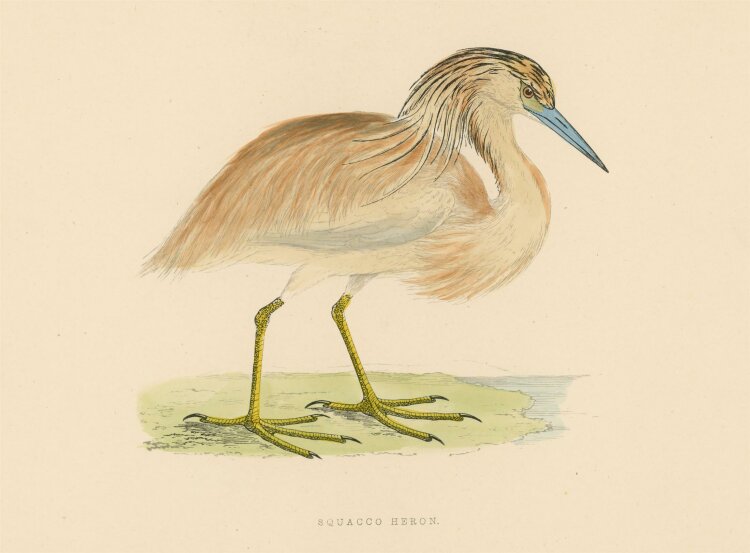 unbekannt - Squacco Heron - o.J, - kolorierter Stahlstich