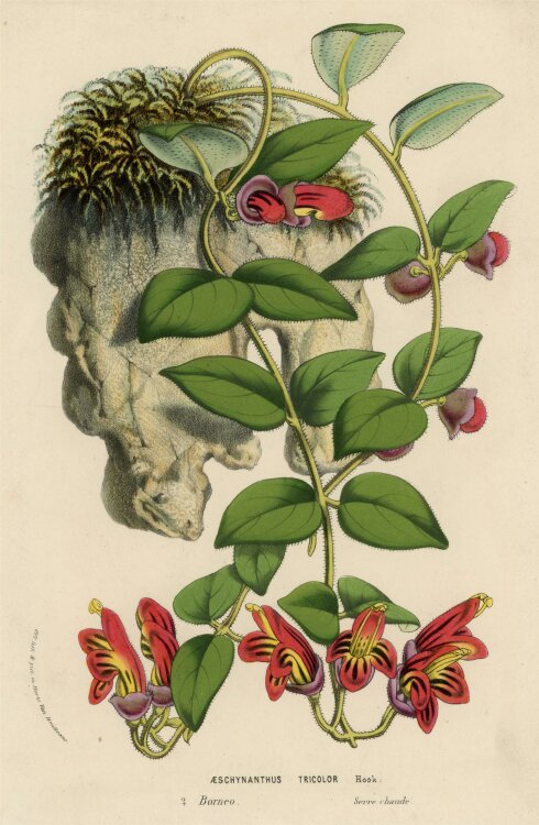 unbekannt - Aeschynanthus Tricolor - o.J. - Offsetlithographie