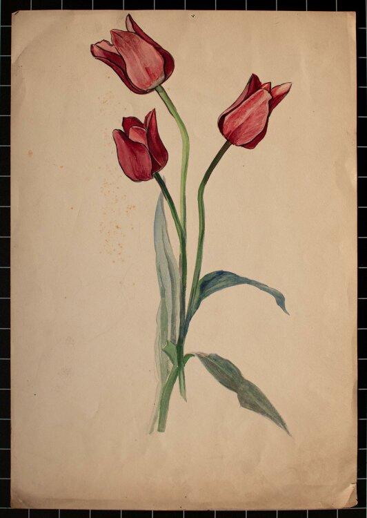 Marie Hesse - Pflanzenstudie/ rote Tulpen - Aquarell - o. J.