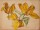 Marie Hesse - Pflanzenstudie/ gelbe Tulpen - Aquarell - o. J.
