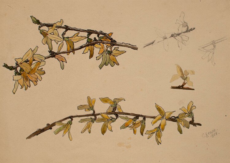 Clara Hesse - Blütenstudie - aquarellierte Tuschezeichnung - 1914