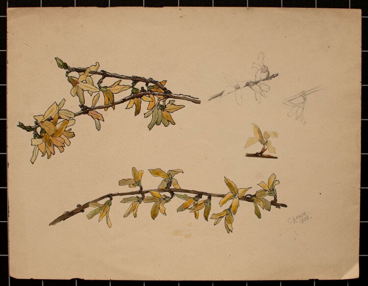 Clara Hesse - Blütenstudie - aquarellierte Tuschezeichnung - 1914