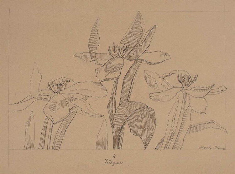 Marie Hesse - Tulpen - Bleistiftzeichnung - o. J.