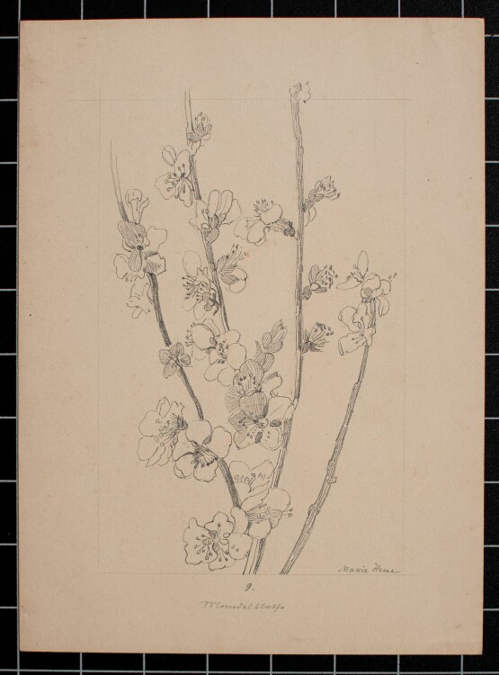 Marie Hesse - Blüten - Bleistiftzeichnung - o. J.