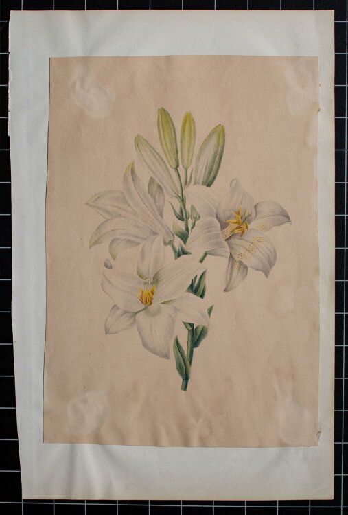 Unbekannt - weiße Lilien - aquarellierte Bleistiftzeichnung - o. J.