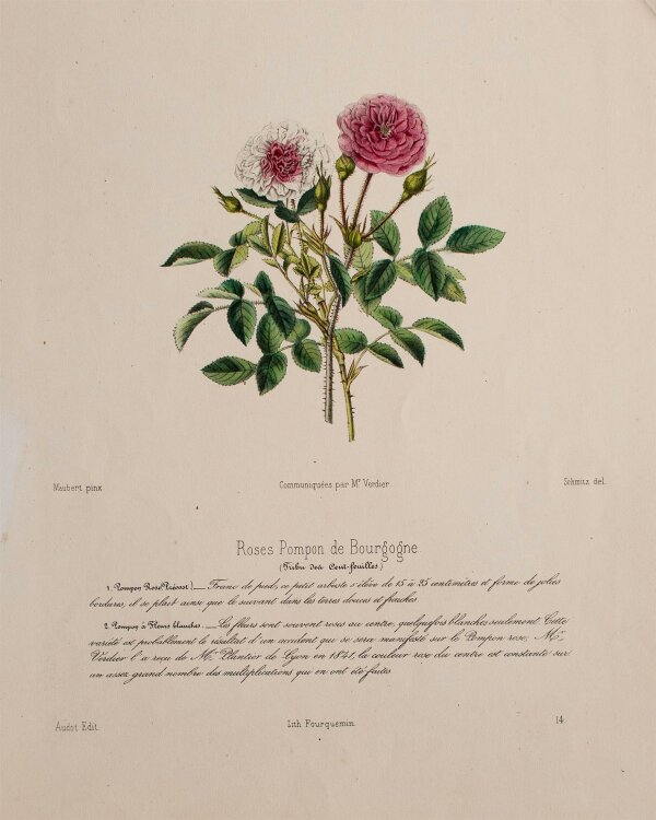 Louis Fourquemin - Roses Pompon de Bourgogne - handkol. Lithographie - o. J.
