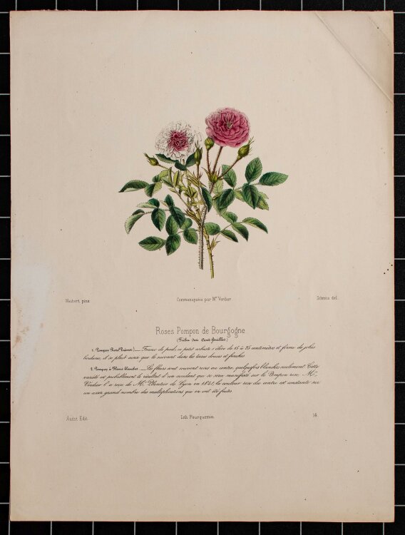 Louis Fourquemin - Roses Pompon de Bourgogne - handkol. Lithographie - o. J.