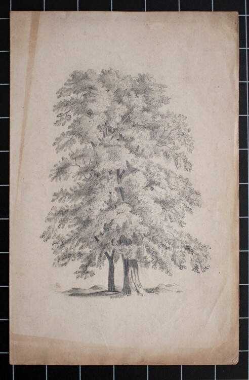 Unbekannt - Baum - Bleistiftzeichnung - o. J.