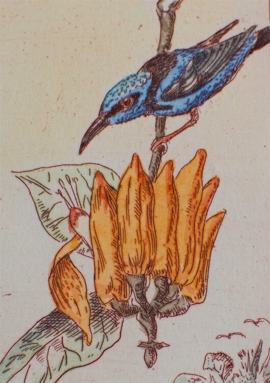 U. Weißgerber - Blauer Türkisvogel - Aquarellierter Kupferstich - o.J.
