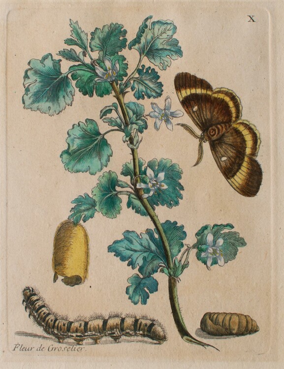 nach Maria Sibylla Merian - Fleur de Groselier (Johannisbeerblume) - aquarellier
