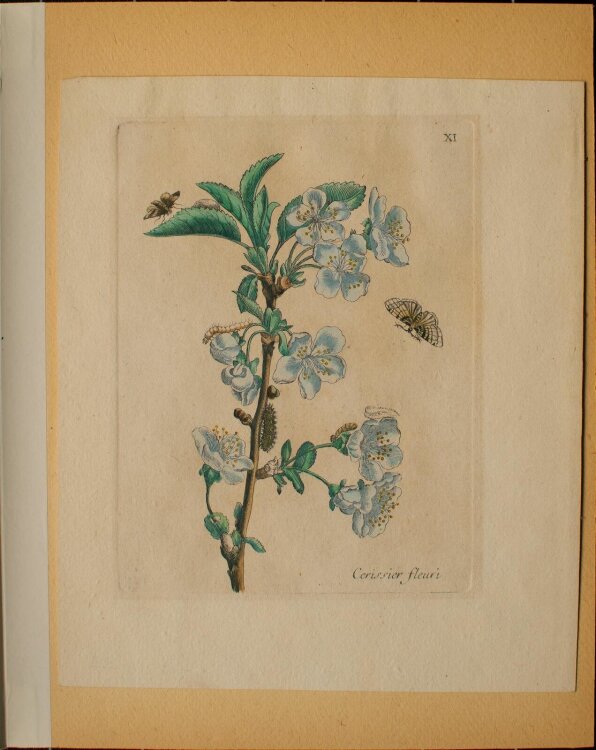 Maria Sibylla Merian nach - Cerissier fleuri (Blütenkirsche) - o.J. - Kupferstich in altem Kolorit
