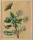 nach Maria Sibylla Merian - Cerisier a fleur double (Kirschbaum) - aquarellierte