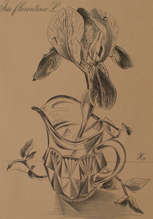 Bedrich Housa - Iris florentina L. (Schwertlilie) - Radierung - o.J.