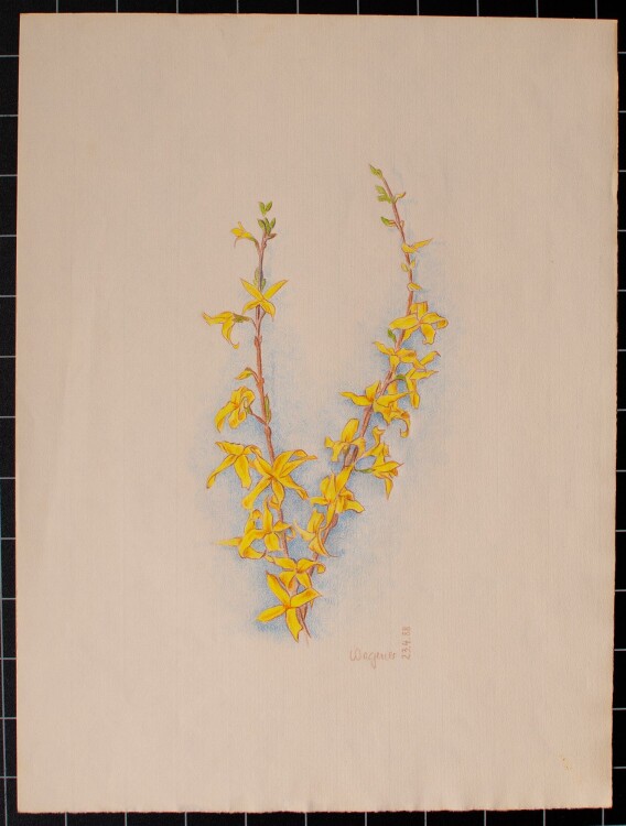 Unbekannt - Blumenstudie Forsythie - 1988 - Buntstift