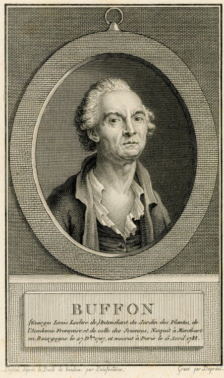 Jean-Baptiste-Michel Dupréel - Buffon - Kupferstich - o.J.