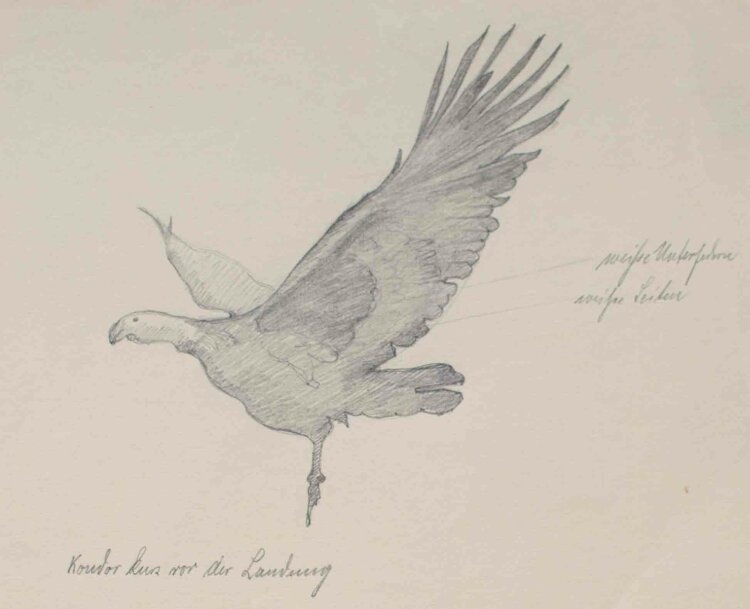 Gustav Kastner - Kondor kurz vor der Landung - Bleistiftzeichnung - um 1920
