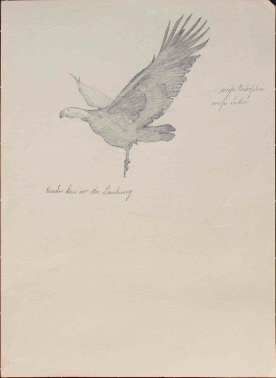 Gustav Kastner - Kondor kurz vor der Landung - Bleistiftzeichnung - um 1920
