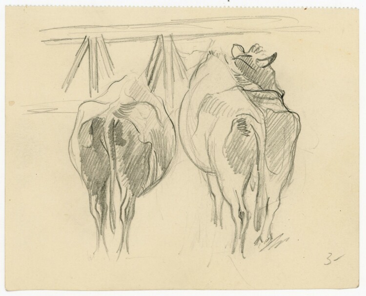 unbekannt - Zwei Kühe auf der Weide - Bleistiftzeichnung - o.J.