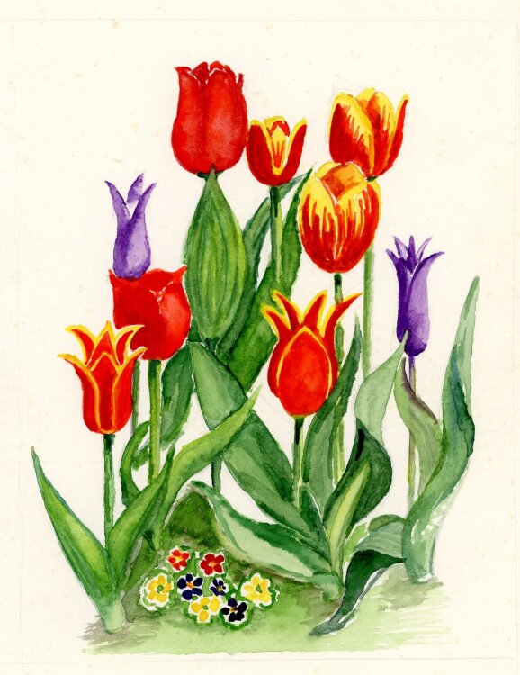 unbekannt - Tulpen - Aquarell - o.J.