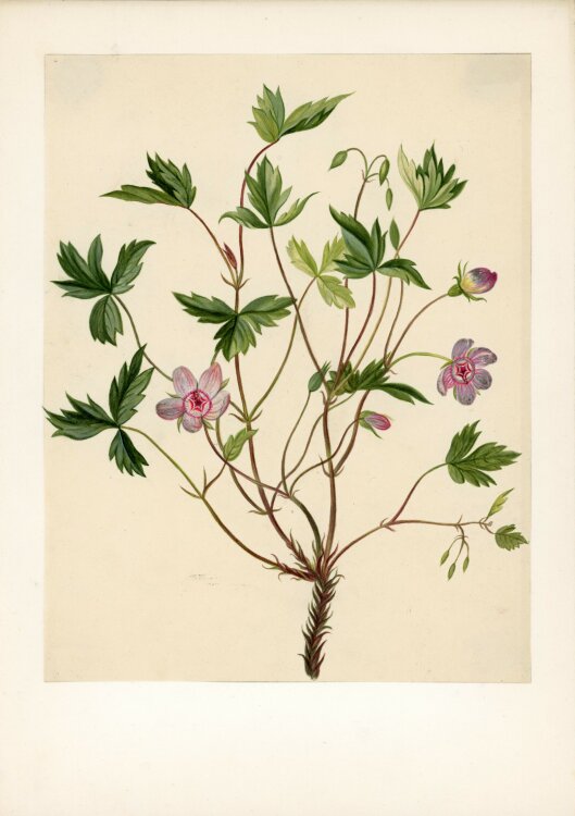 Unbekannt - Storchschnabel (Geranium) - Aquarell - um 1820