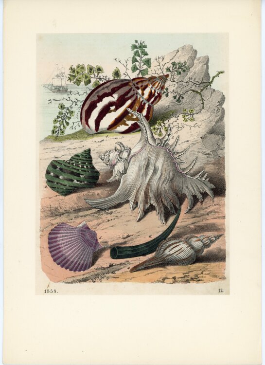 Unbekannt - Conchylien - Farblithografie - 1858