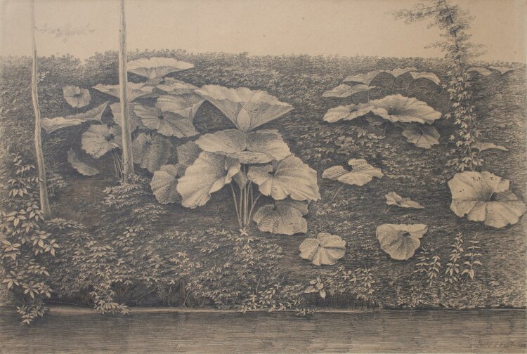 Paul Mishel - Uferlandschaft, Pflanzenstudie - Bleistiftzeichnung - 1882