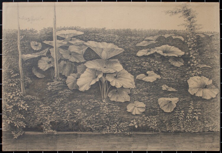Paul Mishel - Uferlandschaft, Pflanzenstudie - Bleistiftzeichnung - 1882