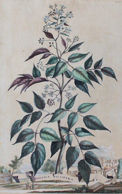 (NACH) Abraham Munting - Angelica baccifera - Kolorierte Radierung - um 1700