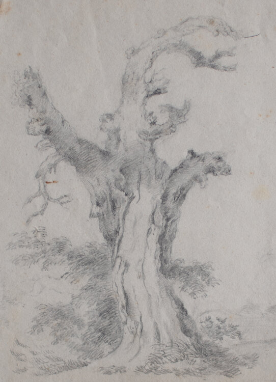 Monogrammist ZR - Studie eines morbiden Baumes - 1845 - Bleistift
