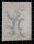 Monogrammist ZR - Studie eines morbiden Baumes - 1845 - Bleistift