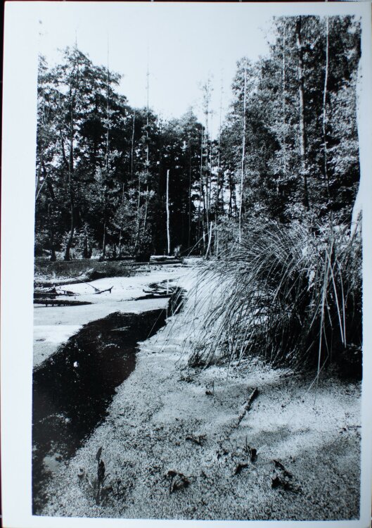 Leslie Helwig - Sumpflandschaft - o.J. - Fotografie