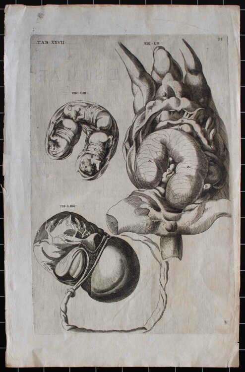 Girolamo Fabrizio - Fötus eines Widders, Enzyklopädische Bildtafel - um 1600 -