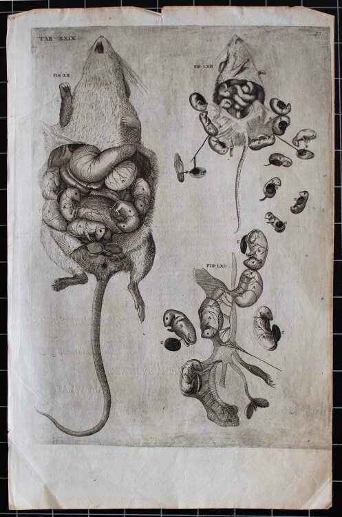 Girolamo Fabrizio - Fötus eines Nagers, Enzyklopädische Bildtafel - um 1600 -