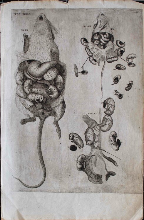 Girolamo Fabrizio - Fötus eines Nagers, Enzyklopädische Bildtafel - um 1600 -