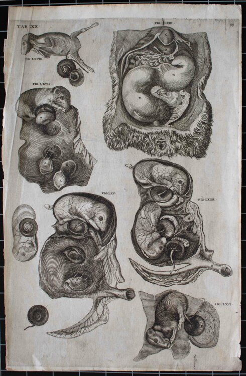 Girolamo Fabrizio - Fötus, Enzyklopädische Bildtafel - um 1600 -