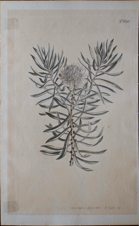 Unbekannt - Zuckerbusch/ Protea Scolymus - 1803 -
