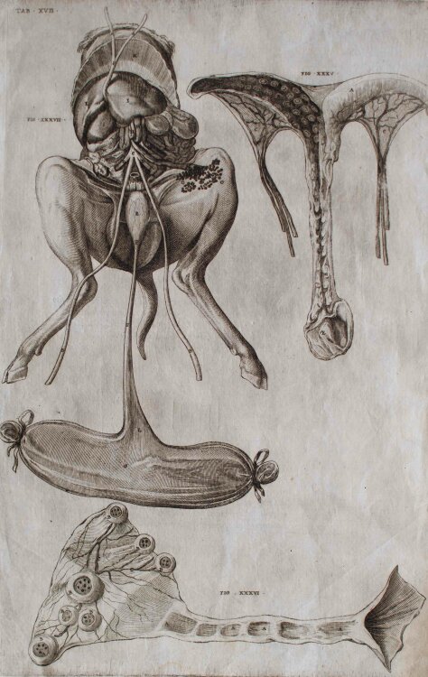 Girolamo Fabrizio - Fötus eines Widders, Enzyklopädische Bildtafel - um 1600 - Kupferstich