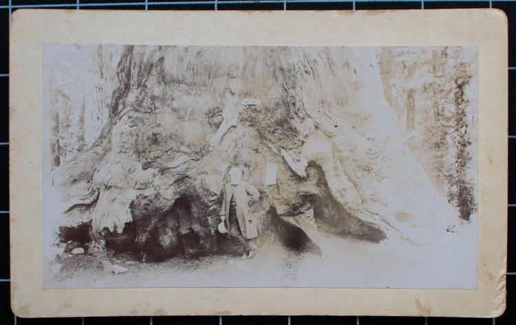 Isaiah West Taber und Carleton E. Watkins (?) - Calaveras Grove, Männerporträt Professor Asa Gray (?) - um 1880 - Albuminabzug