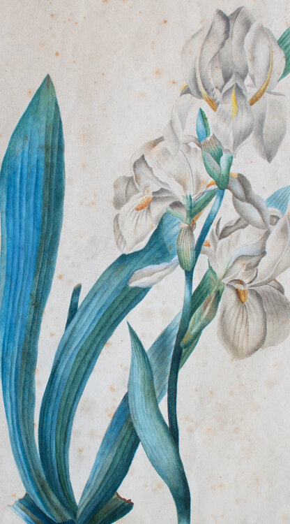 Nach Pierre Joseph Redouté - Iris Pallida - nach 1840 - Aquarell