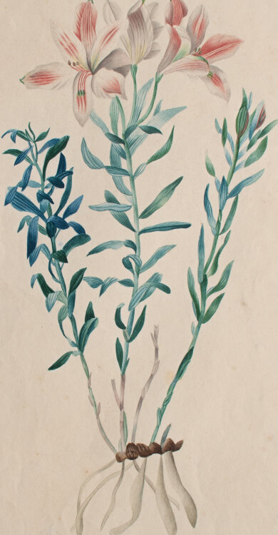 Nach Pierre Joseph Redouté - Polygala vulgaris - nach 1840 - Aquarell