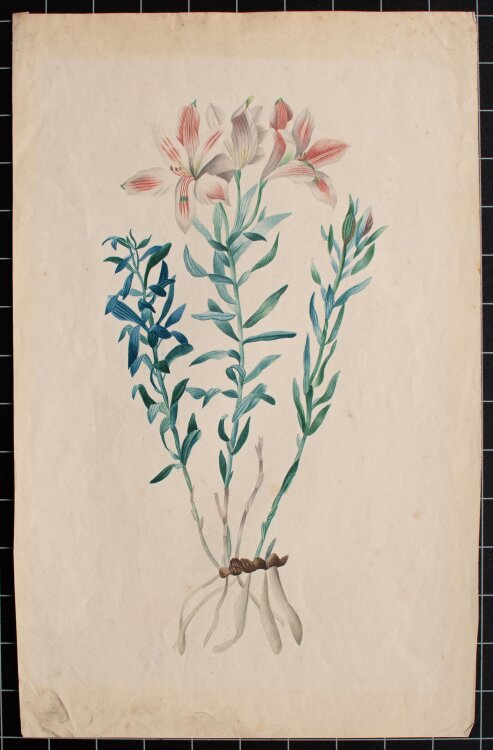 Nach Pierre Joseph Redouté - Polygala vulgaris - nach 1840 - Aquarell