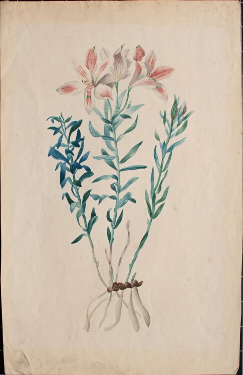 Nach Pierre Joseph Redouté - Polygala vulgaris - nach 1840 - Aquarell