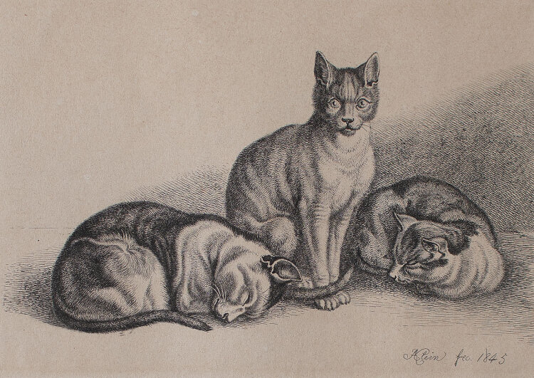 Johann Adam Klein - Katzen - 1845 - Kupferstich