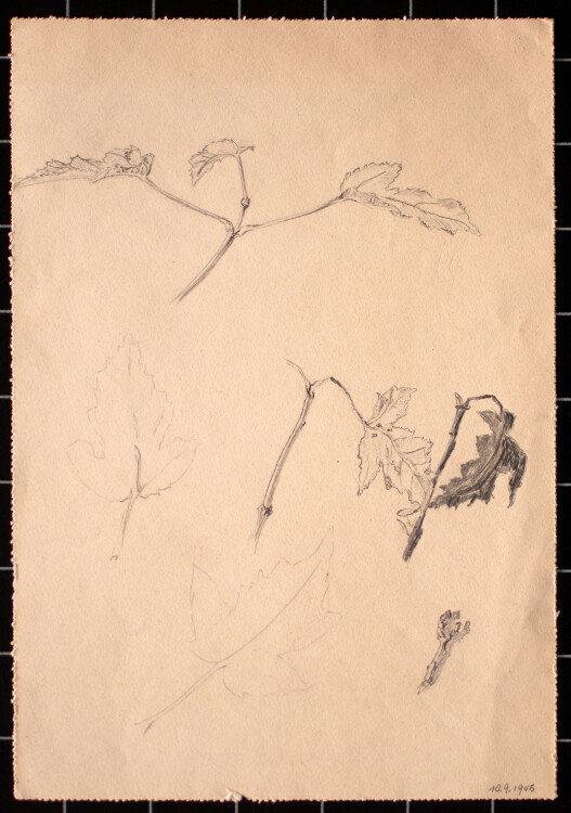 unbekannt - Blätter - 1945 - Zeichnung